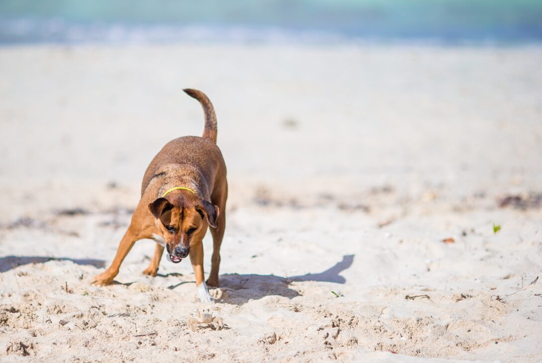 A dog barking at a small crab on the beach