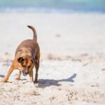 A dog barking at a small crab on the beach
