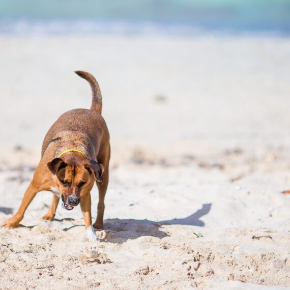 A dog barking at a small crab on the beach