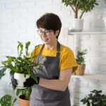 Gardening home. Woman replanting and watering green plant from watering can in home. Potted green