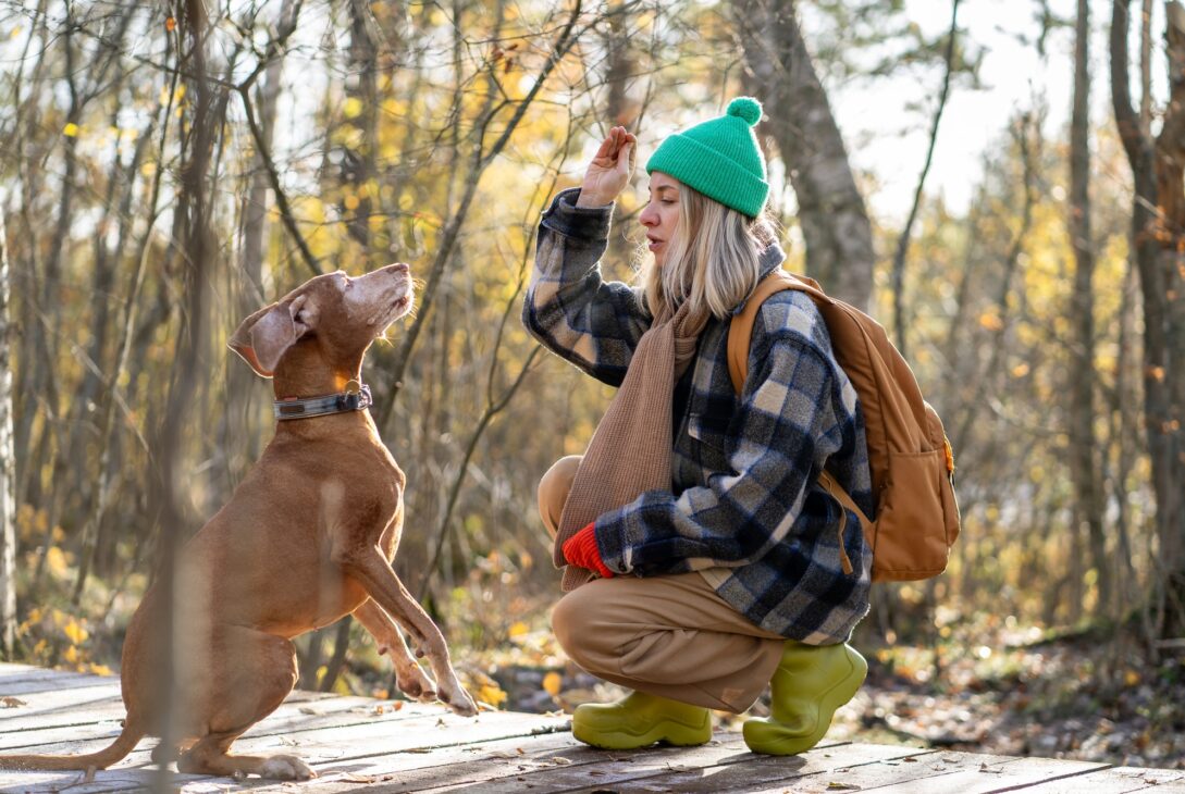 Serious woman trains dog holding treat trophy for exemplary behavior, accurate execution of commands