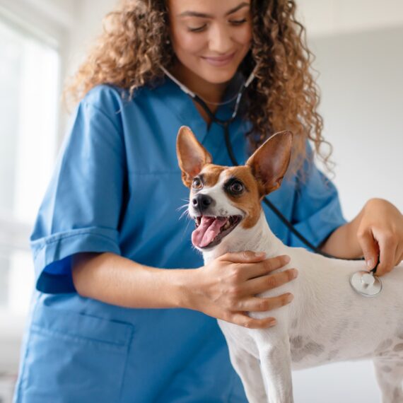 Vet checking dog's health in clinic