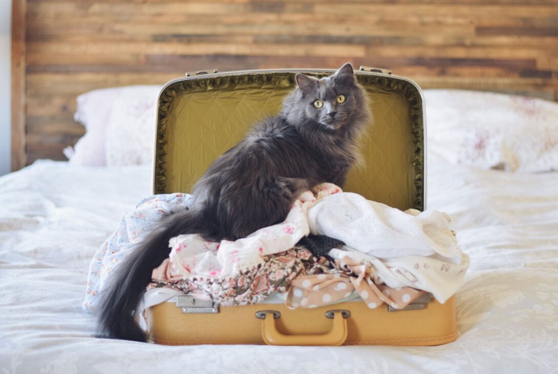 vintage retro yellow suitcase filled with women’s summer clothes on bed with a cute grey kitty cat