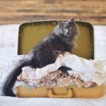 vintage retro yellow suitcase filled with women’s summer clothes on bed with a cute grey kitty cat
